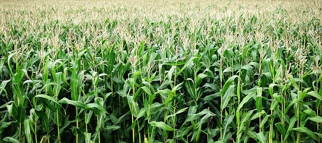 kukuřice rostoucí na poli
